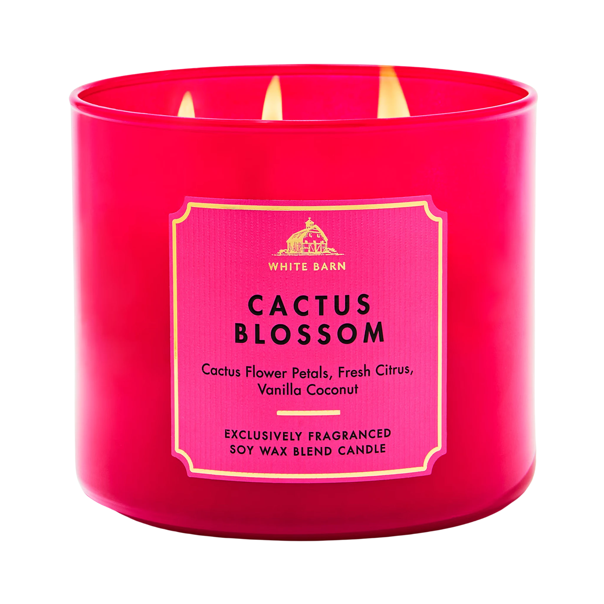 Cactus Blossom - Vela Grande